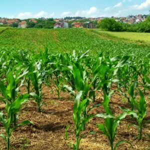 Vibrant cornfield in Beograd, Serbia, showcasing lush growth and suburban background.