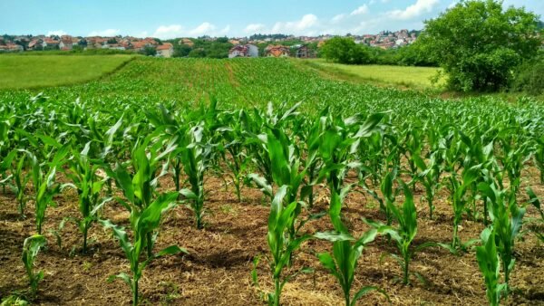 Vibrant cornfield in Beograd, Serbia, showcasing lush growth and suburban background.