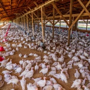 Wide-angle view of chickens inside a large indoor poultry farm with natural lighting.