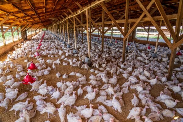 Wide-angle view of chickens inside a large indoor poultry farm with natural lighting.